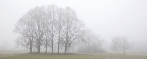 Fog at the Rhine-Meadows